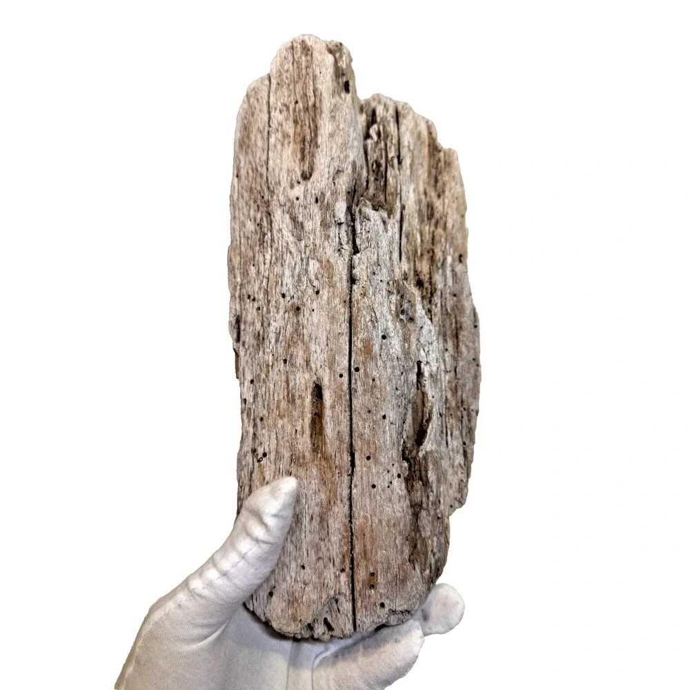 California Coast Natural Driftwood for Crafts, Decor White Rustic 11x4” 1.35